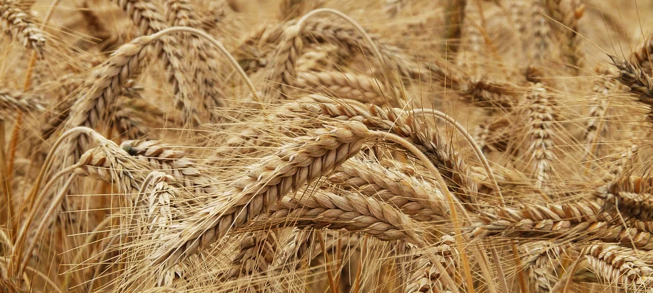 В Карелию завезли опасную пшеницу