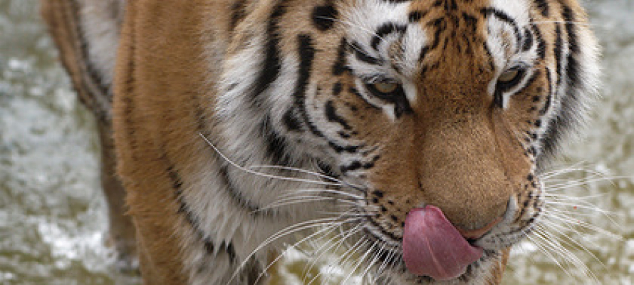Тигр людоед. Непальский тигр. Тигр с языком.