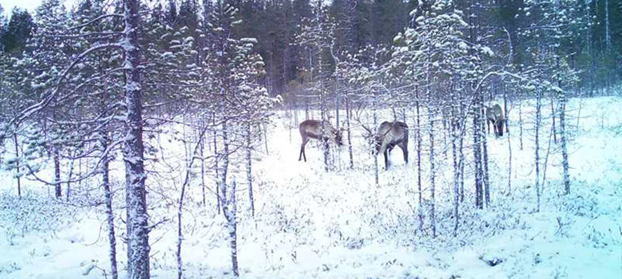 Дикие северные олени ушли из национального парка Карелии