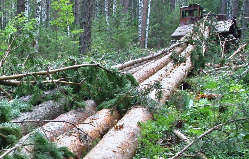 Незаконные рубки леса вывели Карелию в число 