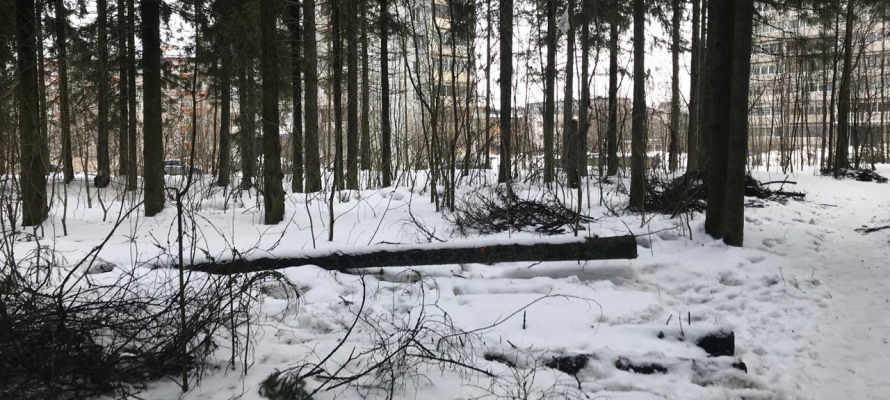 Власти Петрозаводска сообщили, когда посадят 200 елей в парке «Беличий остров»