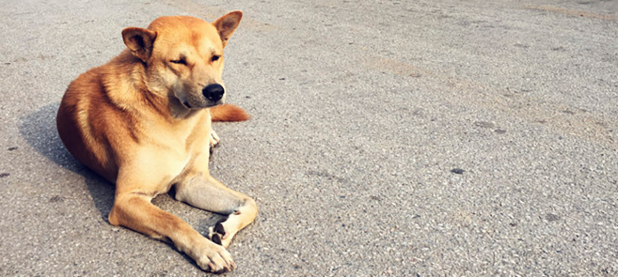 В Карелии спасатели достали собаку из ямы на старых очистных сооружениях