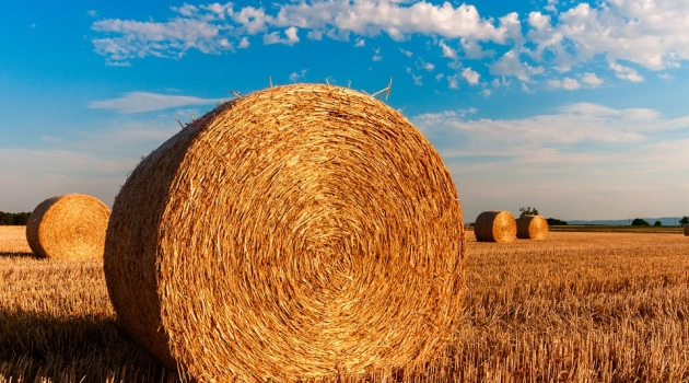 ФАС России признала незаконными субсидии государственным сельхозпредприятиям Карелии