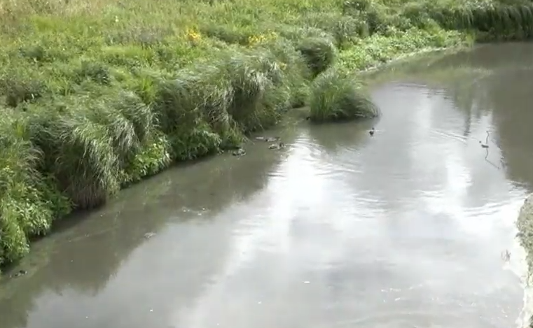 Жители деревень Олонецкого района пожаловалось на загрязнение реки местным предприятием