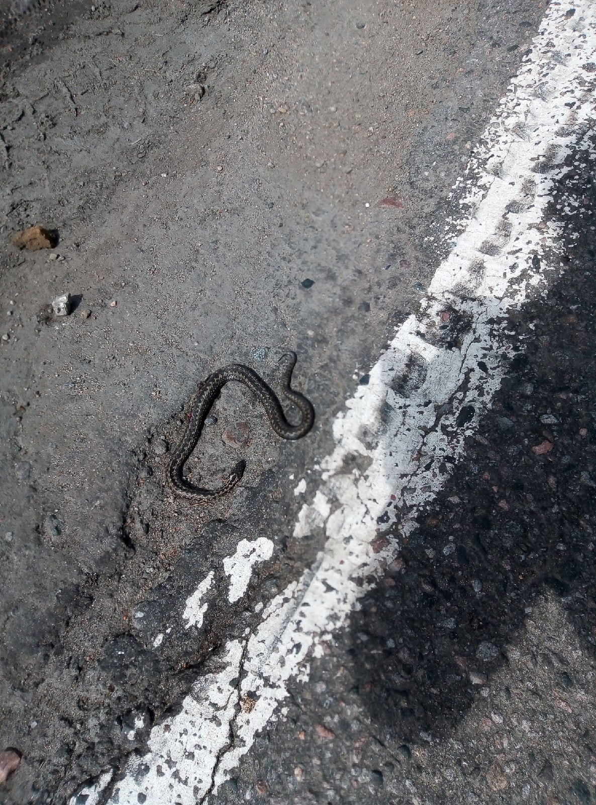 Змея ползает по городу на севере Карелии (ФОТОФАКТ) 
