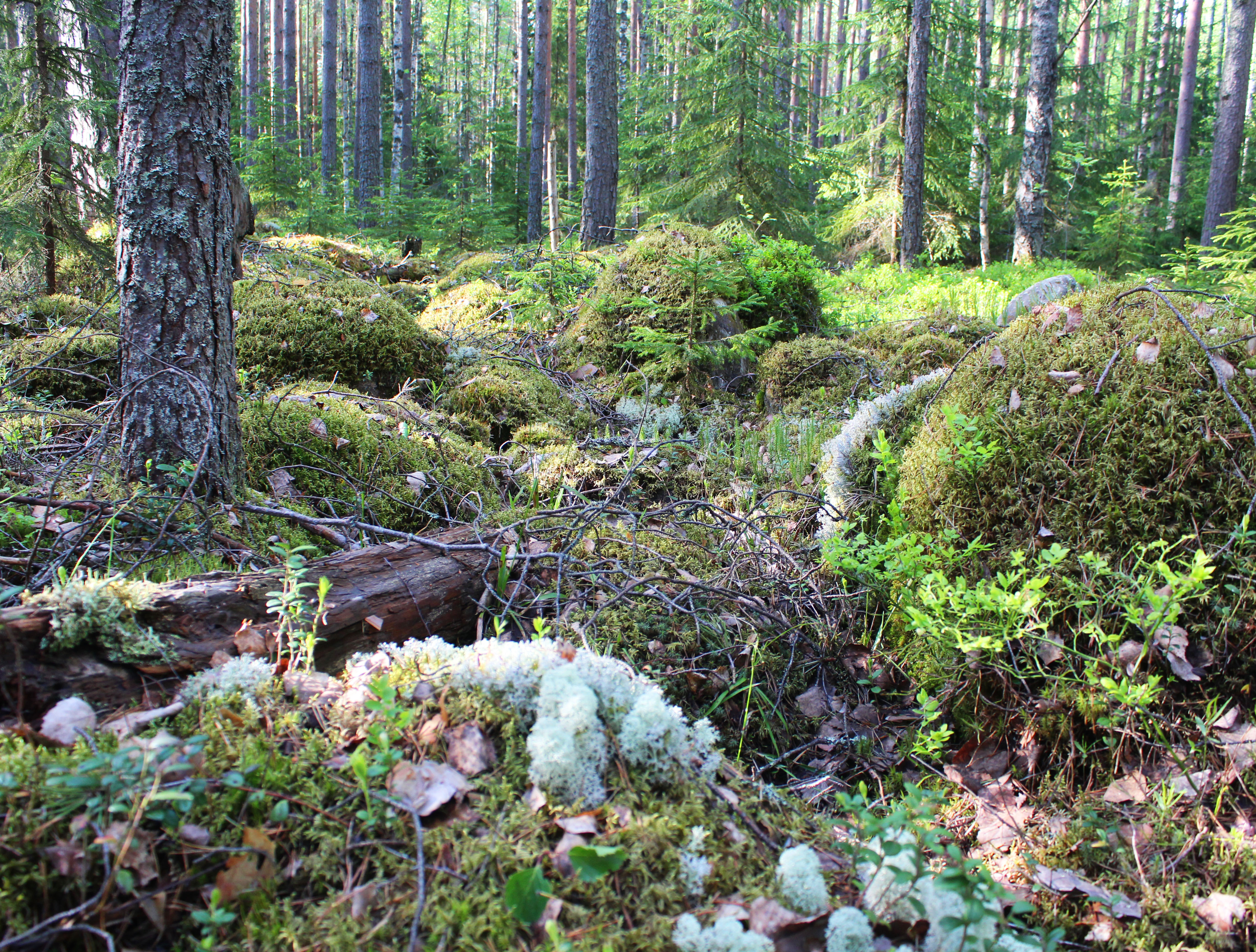 Карелия не попала в десятку лидеров по исполнению полномочий в области управления лесами