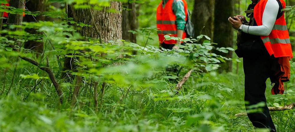 Труп мужчины нашли в лесу на выезде из Петрозаводска