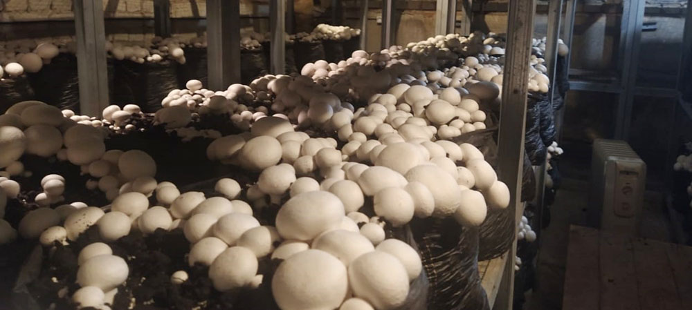 Бизнесмен готов беспрерывно выращивать грибы для кафе и ресторанов Петрозаводска