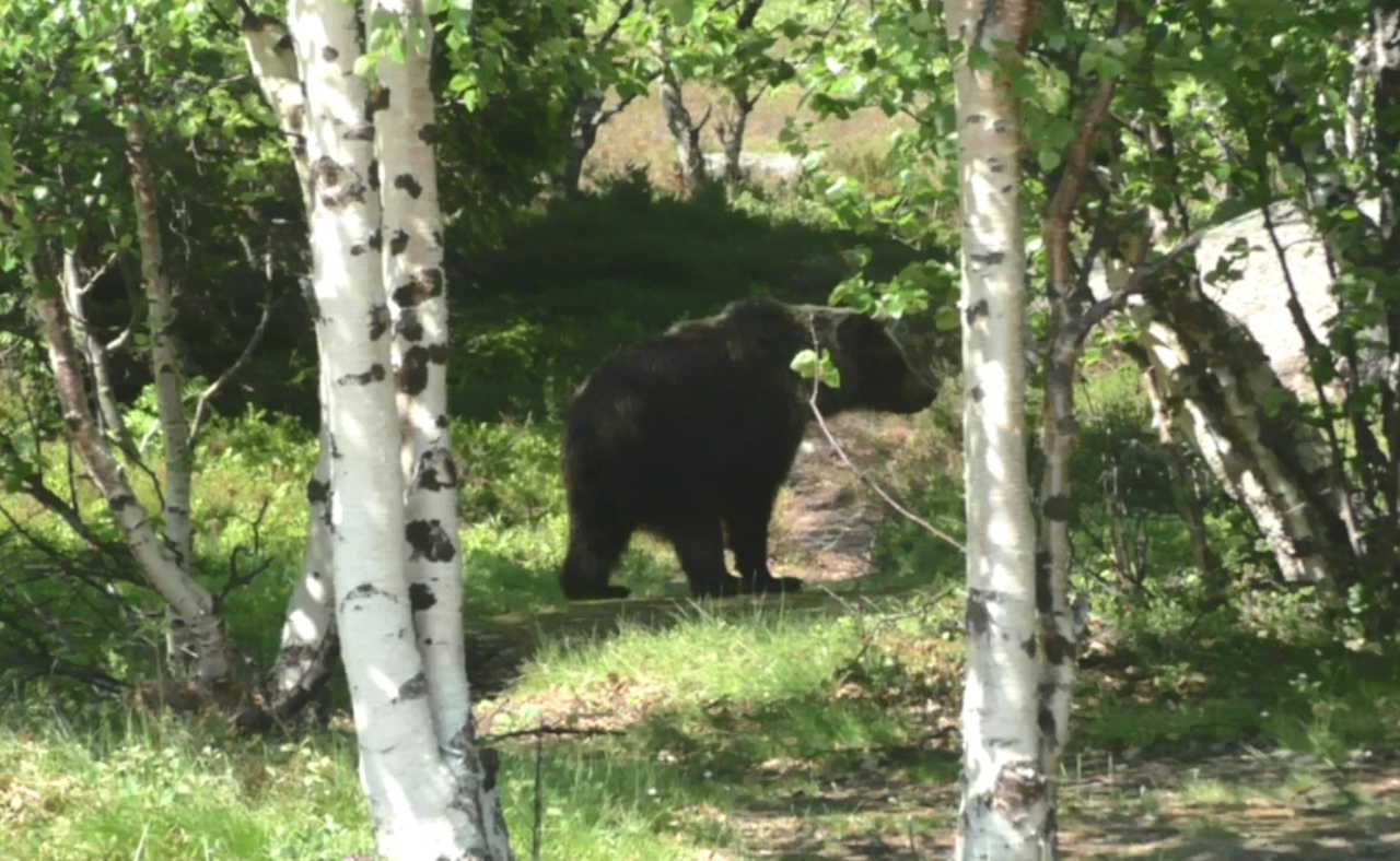 Туристы после столкновения с медведями в заказнике в Карелии попросили их не убивать (ФОТО)