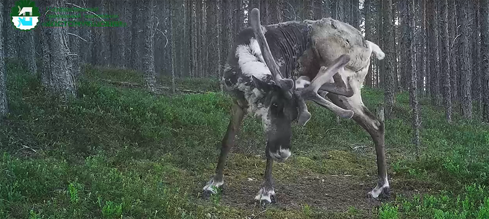 Чешущийся в лесу Карелии олень попал в видеоловушку (ВИДЕО)