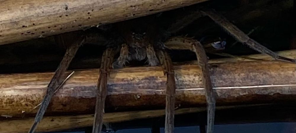 «Страшно невероятно»: жители Петрозаводска обнаружили паука-гиганта (ФОТО)