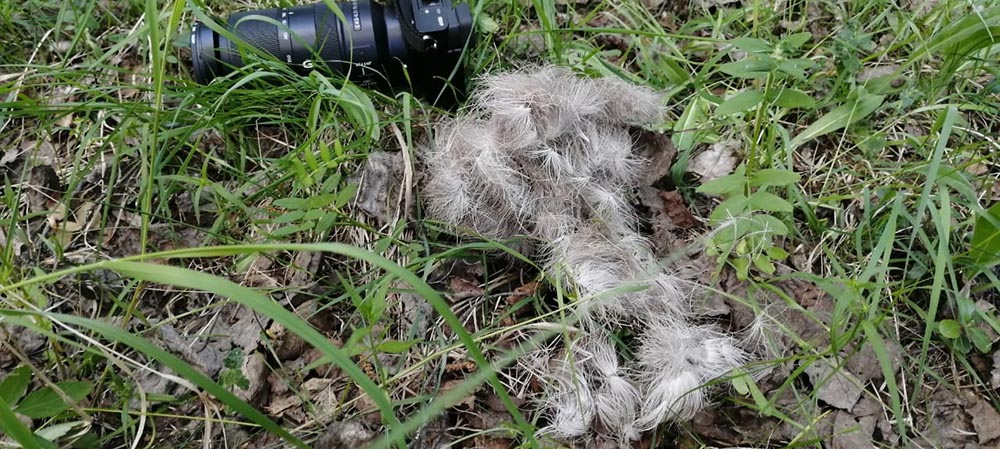 Фотограф в Карелии запечатлел линьку северного оленя и узнал, куда пропадает шерсть