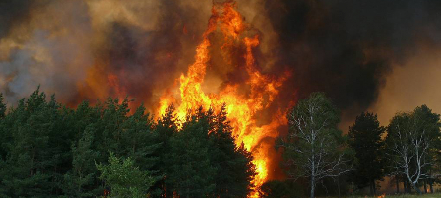 Лесные пожары в российском регионе охватили грандиозную площадь