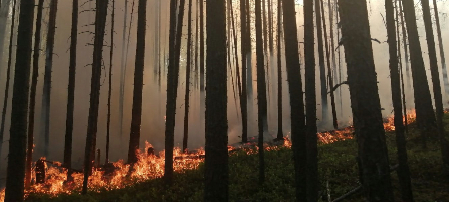 «Горячее время»: более тридцати лесных пожаров полыхают на территории Карелии