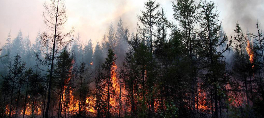 Запах гари в Петрозаводске вызван лесным пожаром в Пряжинском районе