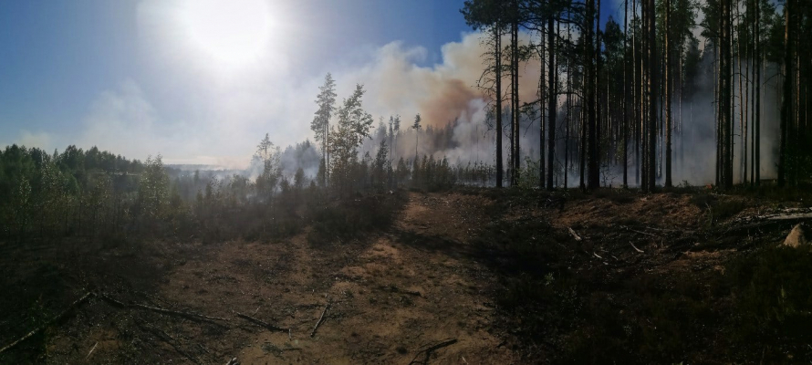 Экстренная служба оценила лесопожарную ситуацию в Петрозаводске