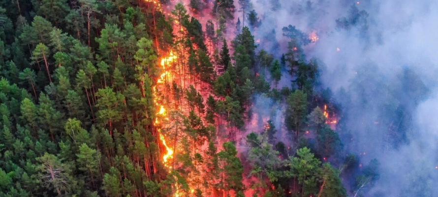 В Карелии растет число лесных пожаров