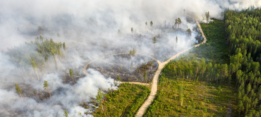 Число лесных пожаров в Карелии продолжает расти