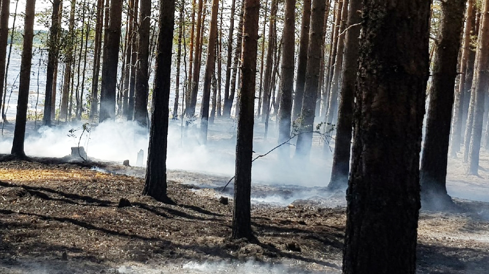 К началу недели площадь лесных пожаров в Карелии выросла до 11 343 гектаров