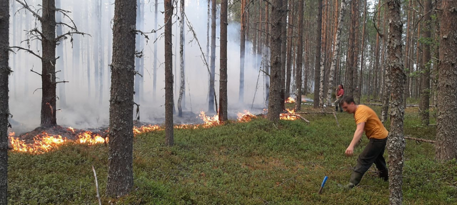 В Пряжинском районе Карелии горит 13 тысяч гектаров леса