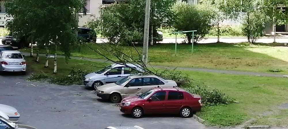 В одном из дворов Петрозаводска ветер уронил дерево на автомобиль (ФОТОФАКТ)