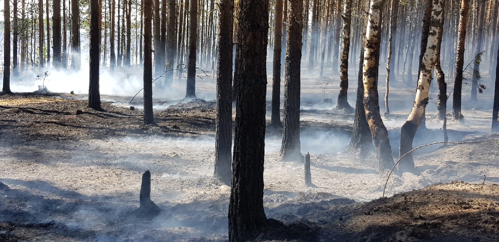 В поселке Карелии рядом с выгоревшим лесом посадят новые деревья