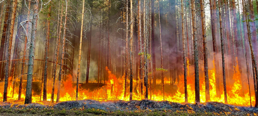 Глава Карелии рассказал об оценке ущерба от лесных пожаров: «Что было в дыму, не значит, что горело»