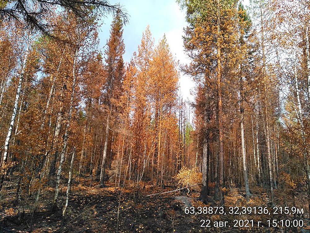Появились первые расчеты, какая площадь сгоревших лесов Карелии может попасть под топор