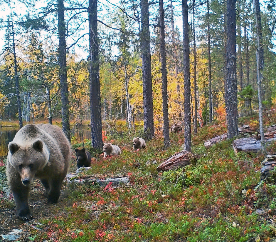 Финские пограничники сообщили о переходе пятерых медведей с территории Карелии