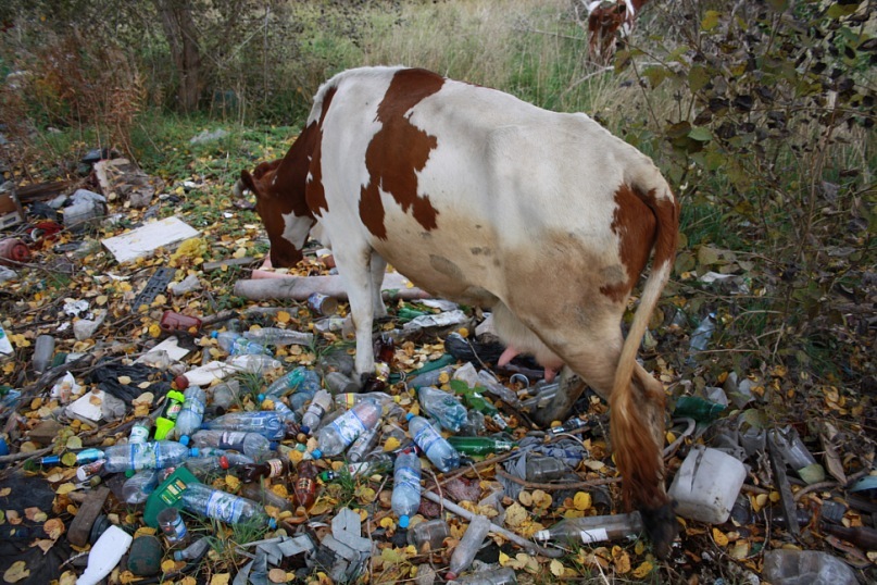 В райцентре Карелии коровы ищут еду среди мусора (ФОТОФАКТ)