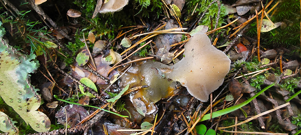 Студенистого псевдоежовика впервые обнаружили в национальном парке Карелии