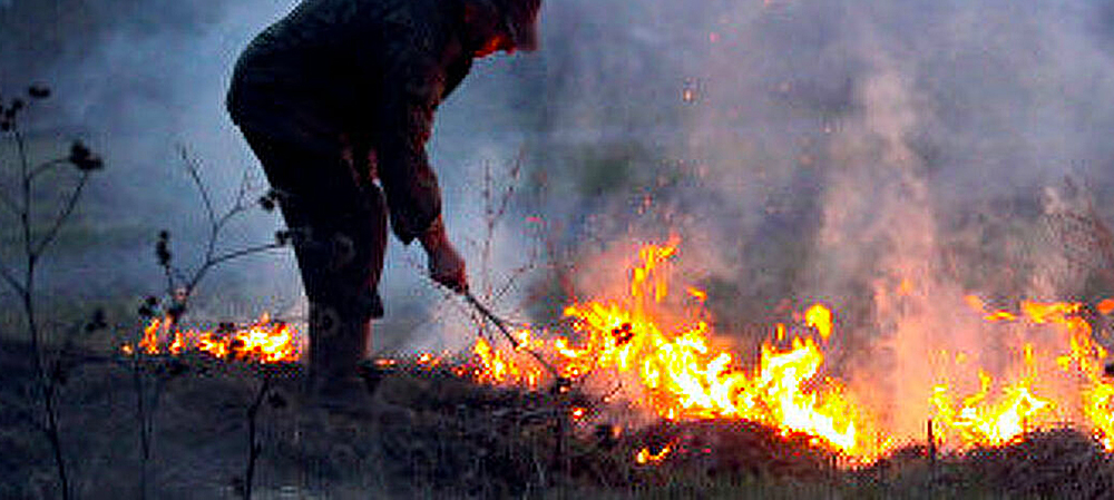Виновник лесного пожара в Карелии попал на скамью подсудимых