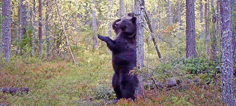 Живого медведя видео. Республика Карелия медведи. Заповедник Петрозаводск медведи. Медведи в лесах Ленобласти. Медведь в Карелии.