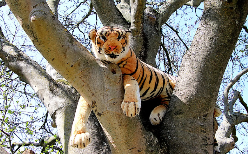 Власти Карелии регламентировали длину хвоста тигра при закупке детских подарков