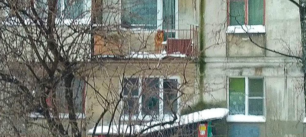 В Петрозаводске хозяева держат собаку на балконе в голоде и холоде (ФОТОФАКТ)