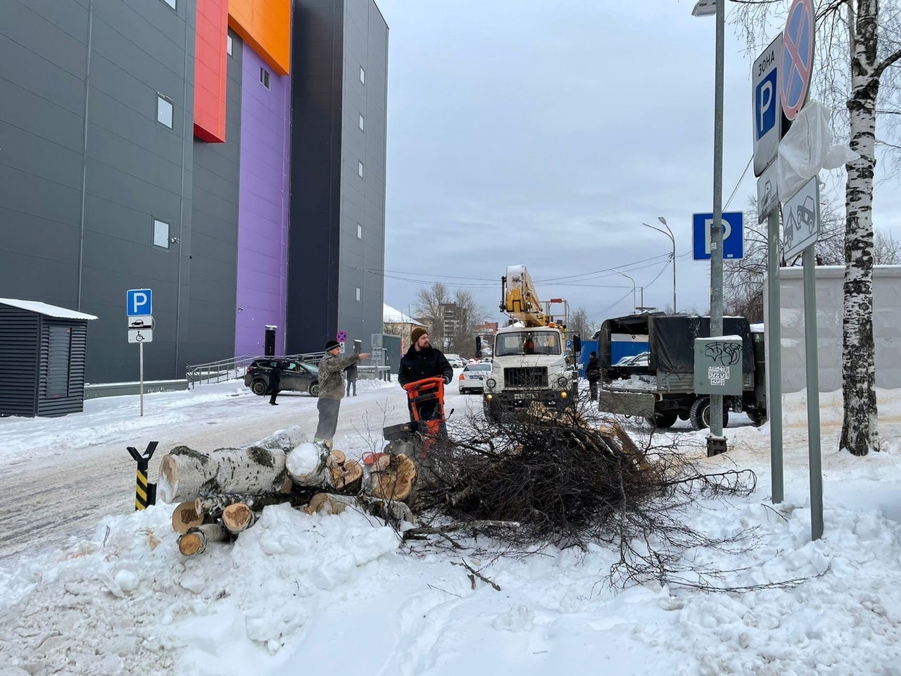 Власти Петрозаводска объявили о сносе аварийных деревьев на Ключевой