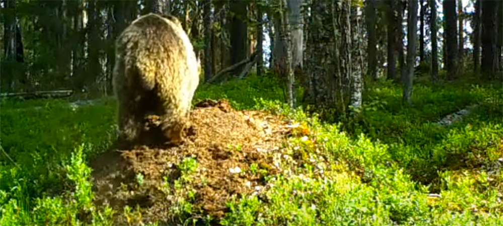 Странные игры медведей в заповеднике Карелии попали на видео
