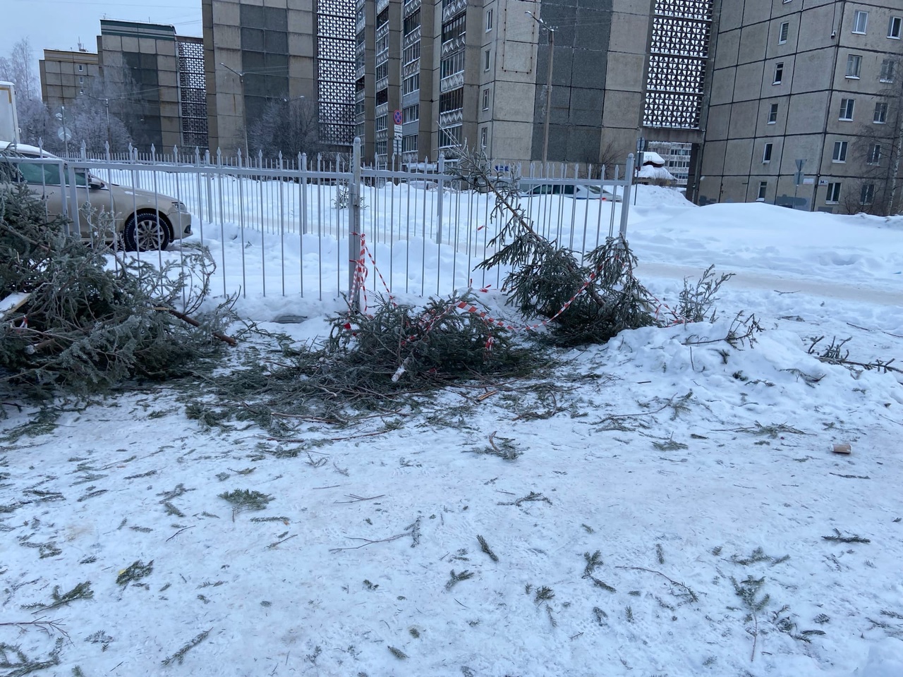 В Петрозаводске остатки непроданных елок побросали прямо на улице (ФОТО)