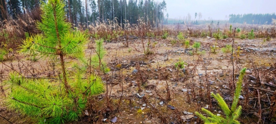Рубки леса в Карелии будут на 100% компенсироваться лесовосстановлением 
