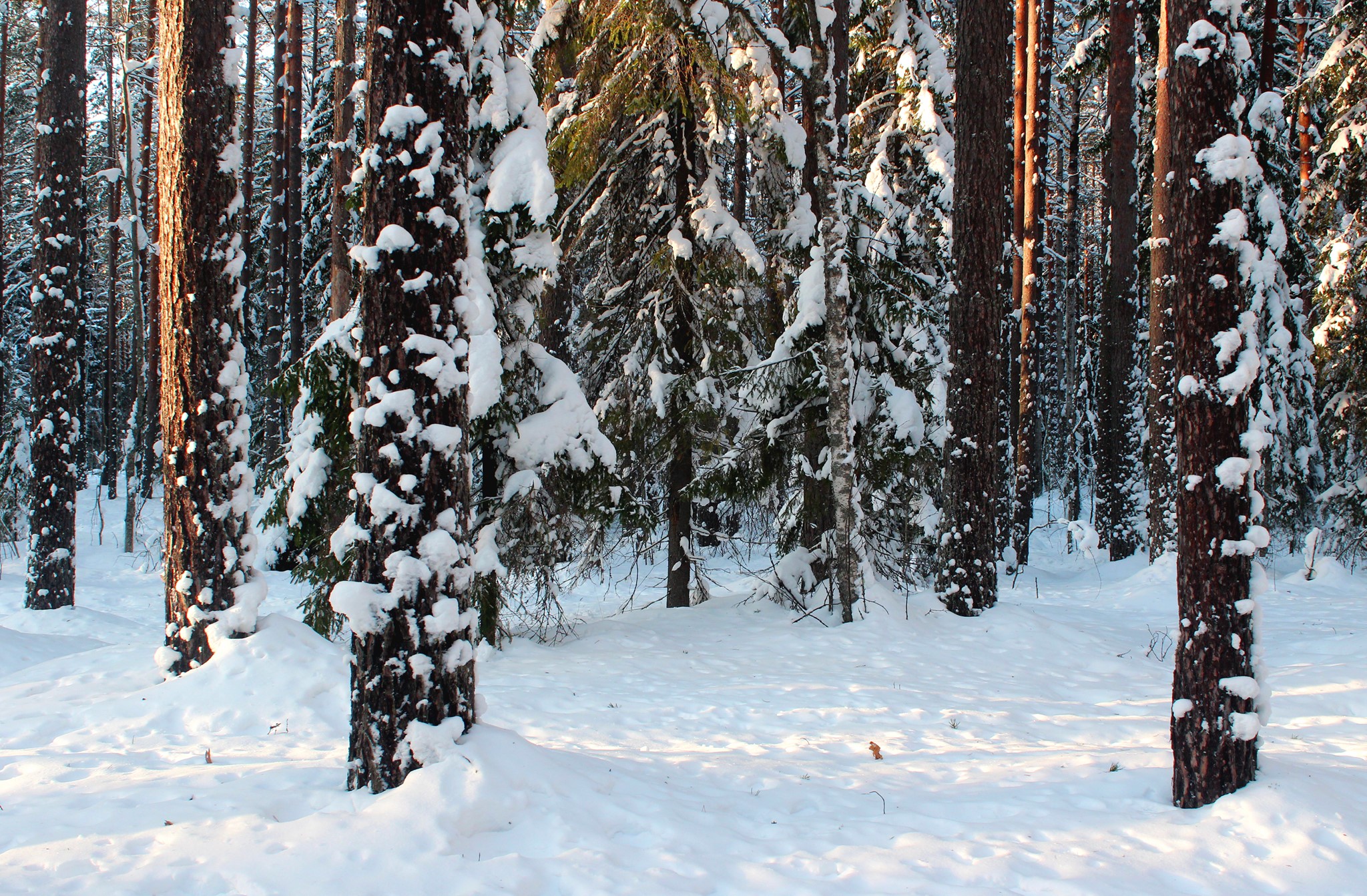 В Петрозаводске планируют вырубить несколько гектаров городских лесов под кластер зимних видов спорта