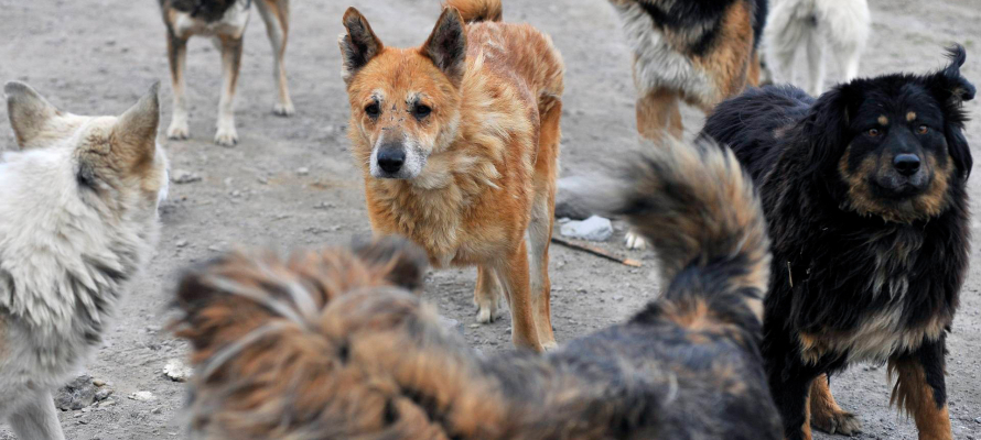 На севере Карелии бродячие собаки нападают на людей: прокуратура организовала проверку