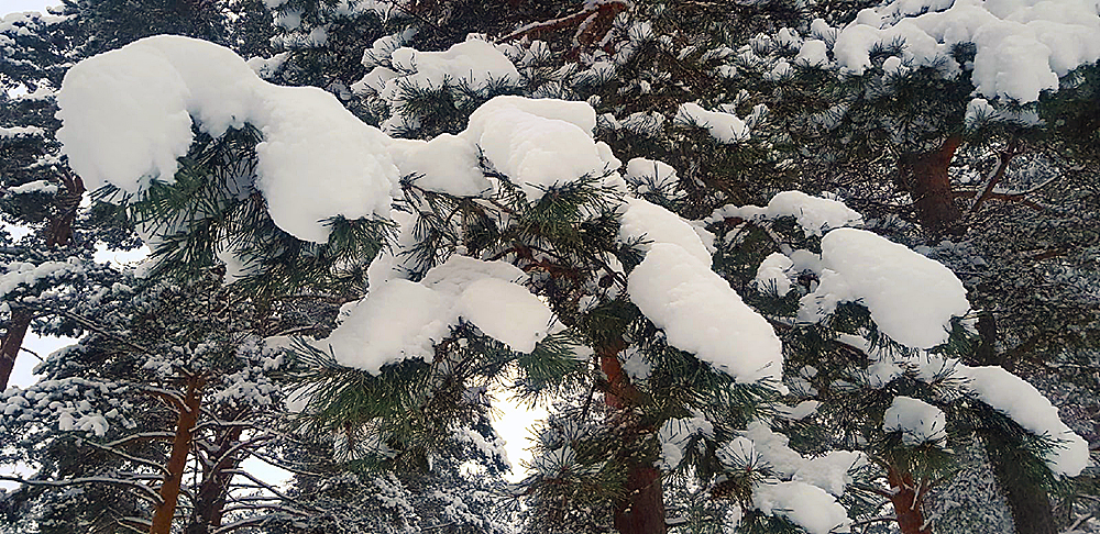 Снег в карелии сегодня фото