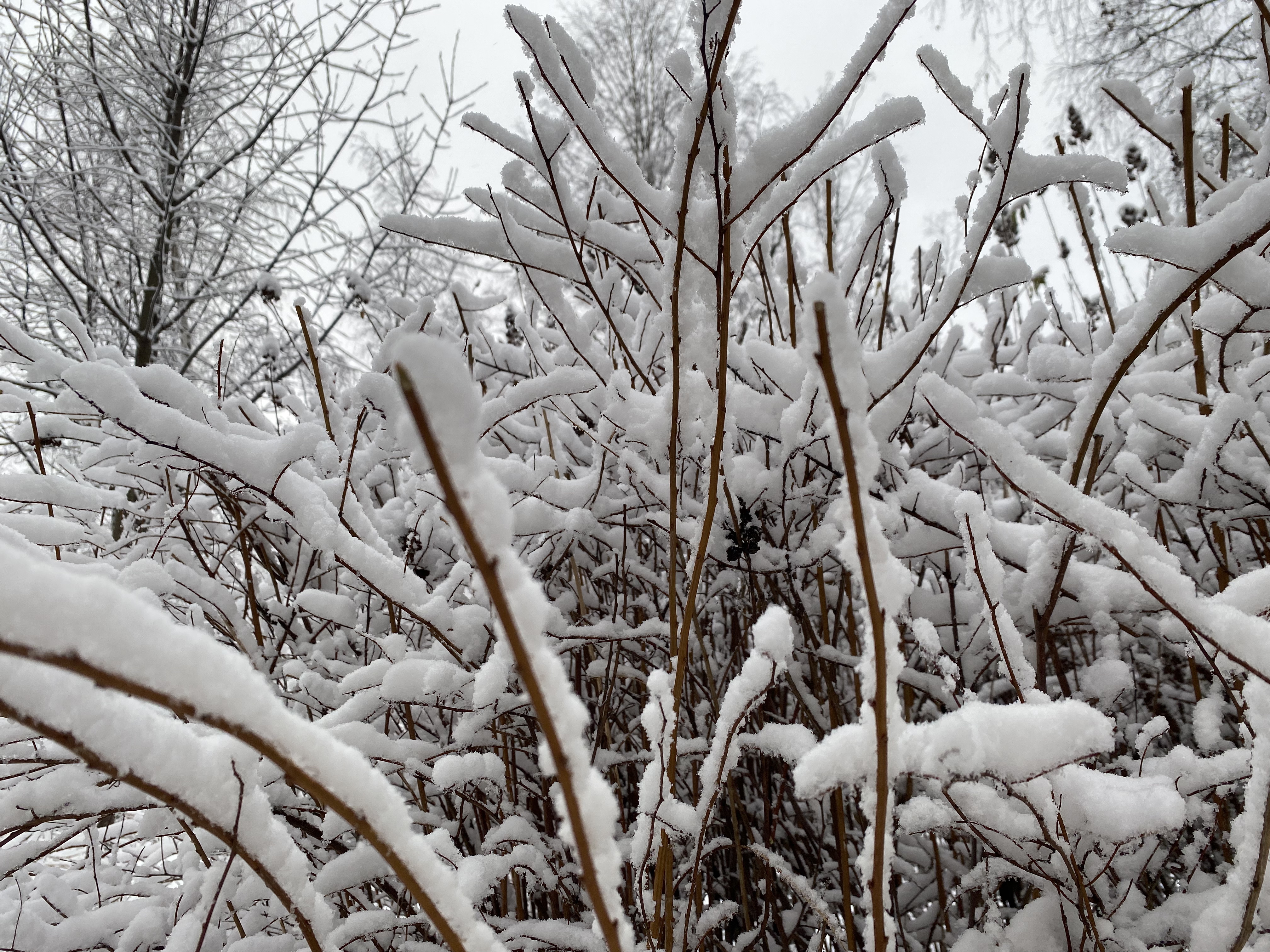 Воскресенье выпадет снег. Сырой снег гнёт деревья над дорогой горизонтальные фото.