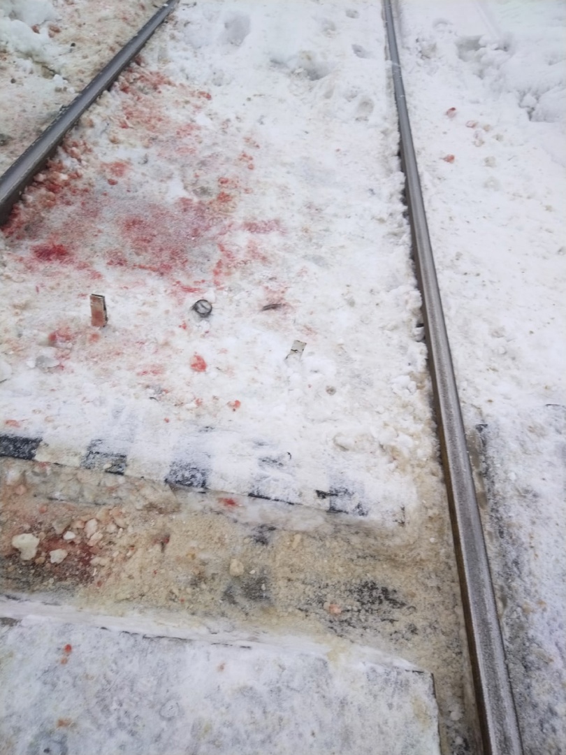 Очевидцы сообщают о лосе, сбитом поездом в Карелии 