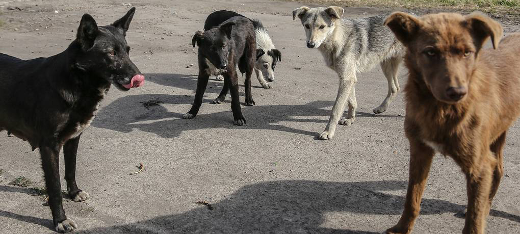 Более 300 бродячих собак планируют в этом году отловить в Петрозаводске