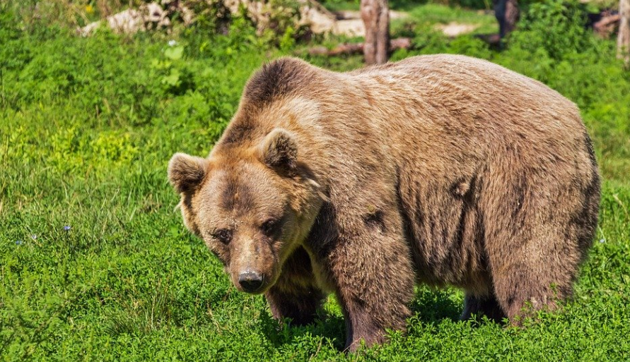 Долгий карантин после убийства больного медведя отменен в районе Карелии