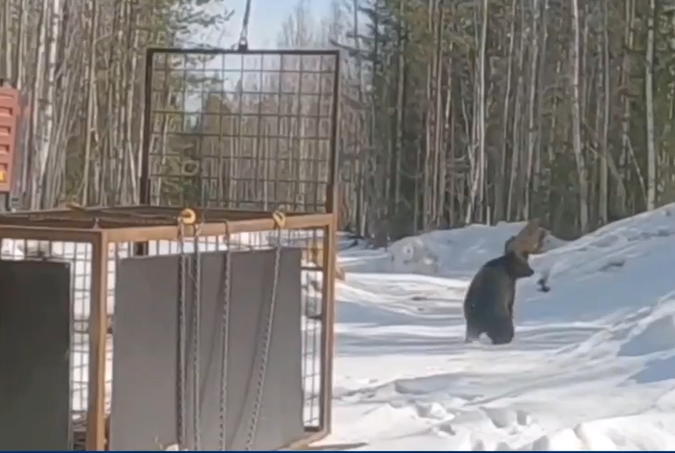 Медведя, бродившего по территории предприятия в Карелии, поймали в вывезли в лес (ВИДЕО)