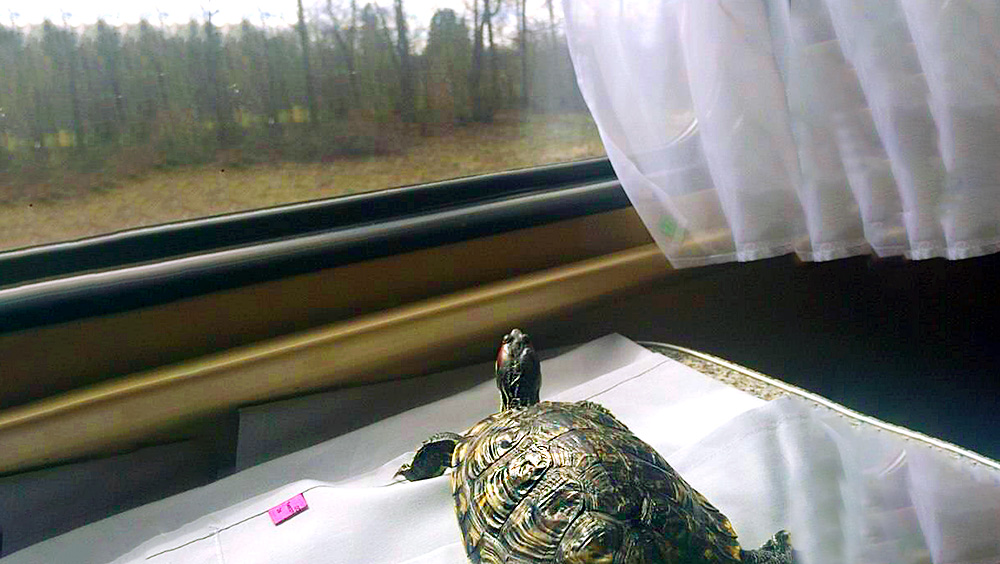 Хозяева черепах и рыб смогут отправить своих питомцев путешествовать на поездах 