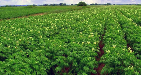 Прекращение импорта семенного картофеля открывают новые перспективы для Карелии, считает Парфенчиков