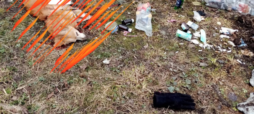 Полиция Петрозаводска ищет изуверов, замучивших и жестоко убивших домашнюю собаку